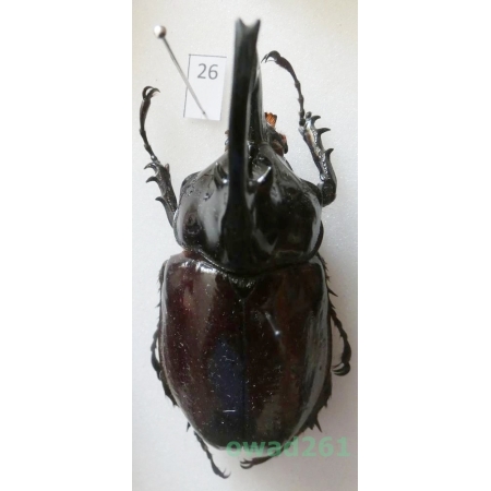 Augosoma centaurus (Fabricius, 1775) male Tanzania 61mm26